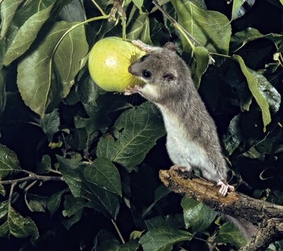 Edible dormouse, fat dormouse, glis glis, rodents, rodentia, dormice, dormice, dormouse, foraging, garden, high size, portrait format, mammals, foraging, rodents, sleepers, mixed fruit, mammals
