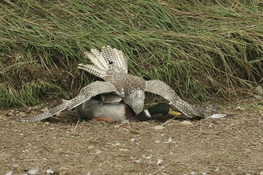Gerfalcon Saker Falcon (Falco rusticolus, Falco cherrug) young hybrid mating bird with mallard drake (Anas platyrhynchos) Allg&auml;u, Bavaria, Germany, Allg&auml;u, Bavaria, Germany