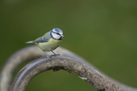 Blue tit (Cyanistes Caeruleus) adult bird on a wheelbarrow leg, Wales, United Kingdom