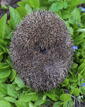 Cute hedgehog, brown-breasted hedgehog (Erinaceus europaeus) in the garden, Vechta, Lower Saxony, Germany