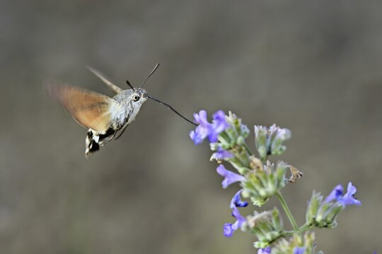 Star-tailed hummingbird (Macroglossum stellatarum), feeding on nectar from a catmint (Nepeta faassenii) flower, Meienberg, Canton of Aargau, Switzerland