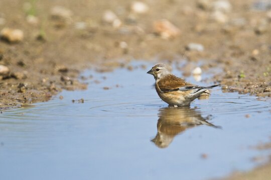 Linnet (Carduelis cannabina), standing in a puddle, Emsland, Lower Saxony, Germany