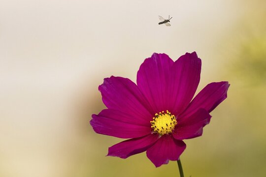 Ichneumon wasp (Ichneumonidae) flies over cosmea flower, Hesse, Germany