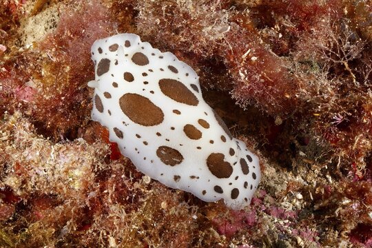 A white-brown sea snail, leopard snail (Discodoris atromaculata) with dots on a coral-covered reef, dive site Cap de Creus Marine Reserve, Rosas, Costa Brava, Spain, Mediterranean Sea