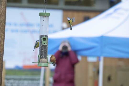 Blue tit (Cyanistes caeruleus) and Chaffinch (Fringilla coelebs) adult garden birds at a bird feeder being viewed by a bird watcher, RSPB Minsmere nature reserve, Suffolk, England, United Kingdom