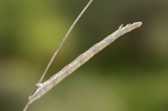Common heath (Ematurga atomaria), caterpillar, Provence, southern France