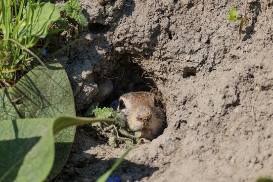 A fully grown ground squirrel (Spermophilus citellus) lies at the entrance to its burrow on a sunny day, peering out. Austria