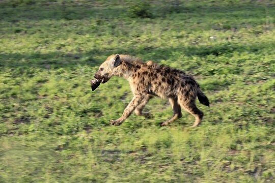 Spotted hyena (Crocuta crocuta), adult, prey, bones, running, Kruger National Park, South Africa