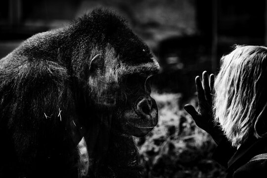 Gorillas (Gorilla) with human at glass pane, Munich, Bavaria, Germany