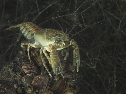 A crayfish (Faxonius limosus), American crayfish, invasive species, stands on a pile of mussels, quagga mussel (Dreissena rostriformis bugensis), invasive species. Dive site Wildsau, Berlingen, Lake Constance, Switzerland