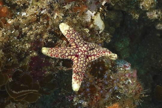 A colourful starfish, False Buttonfish (Ferdina mena), on a lively coral reef full of diversity. Dive site Aliwal Shoal, Umkomaas, KwaZulu Natal, South Africa