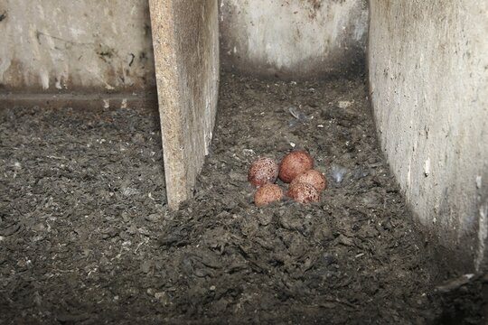 Kestrel, clutch of five eggs in a nest box, Allg&auml;u, Bavaria, Germany