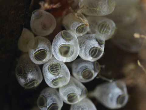Close-up of transparent sea squirts, dwarf sea squirt (Pycnoclavella nana), in the sea, dive site L'anse aux bl&eacute;s, Giens peninsula, Provence Alpes C&ocirc;te d'Azur, France