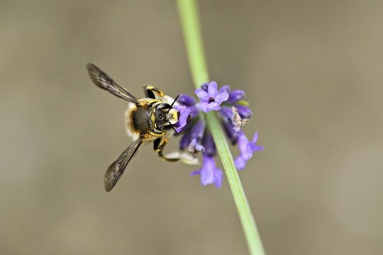 European wool carder bee (Anthidium manicatum), Meienberg, Canton of Aargau, Switzerland