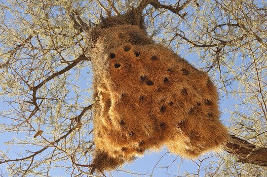 Baya Weaver (Ploceus philippinus) nest, Namib-Naukluft National Park, Republic of Namibia, Africa
