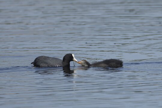 Eurasian coot (Fulica atra) adult parent bird feeding a juvenile baby chick on a lake, RSPB Lakenheath fen nature reserve, Suffolk, England, United Kingdom