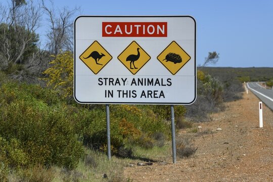 Beware of wildlife sign on a country road near Cervantes, Shire of Dandaragan, State of Western Australia, Australia