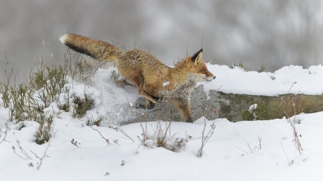 Red fox (Vulpes vulpes), jumping, in a monochrome misty winter landscape, National Park, Sumava, Czech Republic