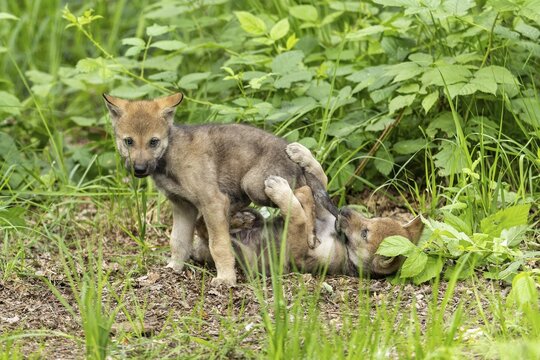 A wolf pup stands over another as they play in the forest, European grey gray wolf (Canis lupus) pups, Germany