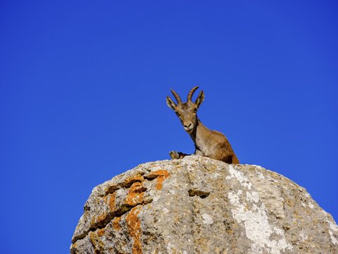 Iberian ibex (Capra pyrenaica) on limestone rock formation, El Torcal nature reserve, Torcal de Antequera, Malaga province, Andalucia, Spain