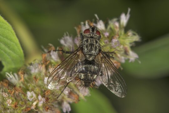 Parasitic fly (Exorista rustica) on horse mint (Mentha longifolia), Baden-W&uuml;rttemberg, Germany