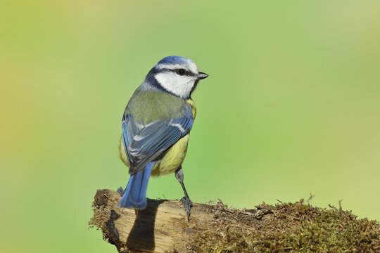 Blue tit (Parus caeruleus), sitting on a branch overgrown with moss, dorsal view, Wilden, North Rhine-Westphalia, Germany