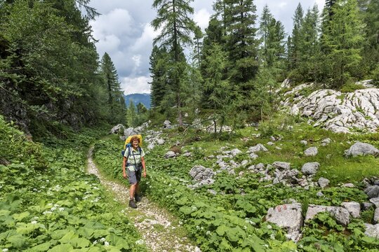 Hiker on a hiking trail through the forest, ascent to the Simonyh&uuml;tte from Hallstatt, Salzkammergut, Upper Austria, Austria
