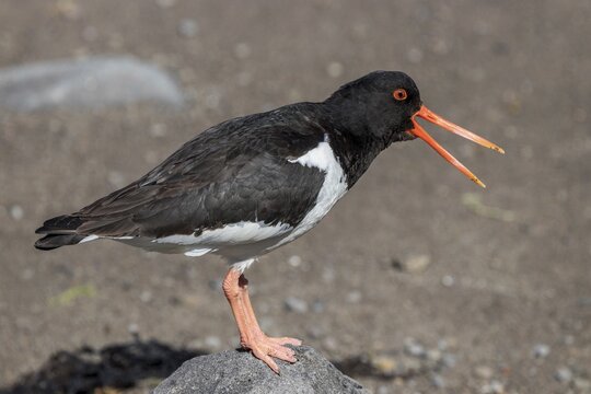 Eurasian oystercatcher (Haematopus ostralegus) stands on a stone, calling, Westfjords, Iceland