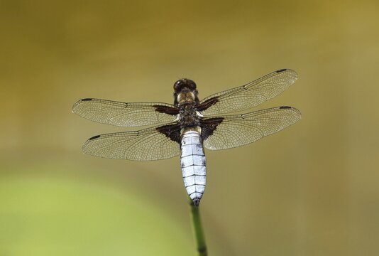 Flat-bellied damselfly (Libellula depressa) Male with open wings on plant stem at garden pond, Allg&auml;u, Bavaria, Germany