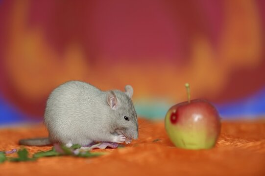 Coloured rat (Rattus novegicus forma domestica), young animal and apple