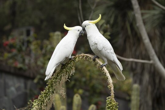 Sulphur-crested cockatoo (Cacatua galerita) two adult birds in a tree, Royal Botanic Gardens, Sydney, New South Wales, Australia