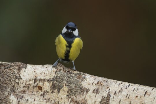 Great tit (Parus major) adult garden bird on a silver birch tree log, Wales, United Kingdom