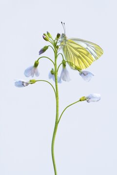 Green-veined white (Pieris napi) on meadow foamwort (Cardamine pratensis), butterfly, released, Germany