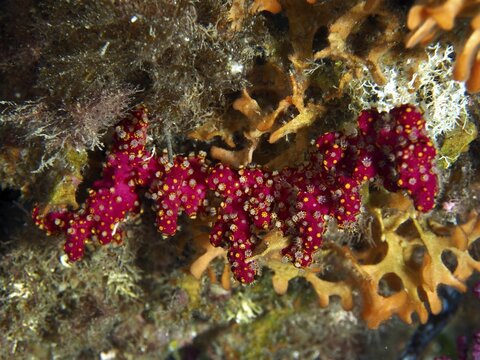 Vibrant pink coral, Mediterranean Sea Hand (Alcyonium acaule), against an orange background underwater, dive site Giens Peninsula, Mediterranean Sea, Porquerolles, Provence, C&ocirc;te d'Azur, France