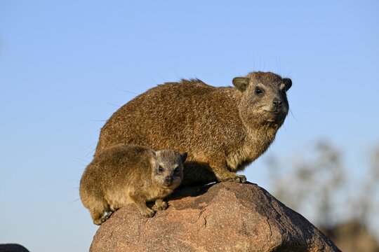 Klippschliefer (Procavia capensis), Desert hippopotamus or Klippdachse in the quiver tree forest near Keetmanshoop, Karas Region, Namibia