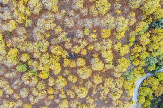 Sweet chestnut trees (Castanea sativa) in autumnal colours, aerial view, drone shot, Genal river valley, M&aacute;laga province, Andalusia, Spain