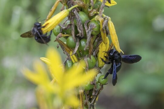 Apidae, bees, blue wood bee, large wood bee, hymenoptera, violet-winged wood bee, xylocopa violacea, insects, insects, violet carpenter bee