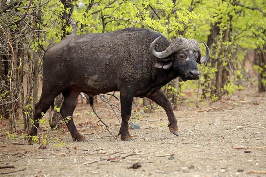 Cape buffalo (Syncerus caffer), adult, running, Kruger National Park, South Africa