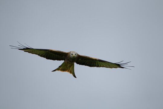 Red kite (Milvus milvus) adult bird in flight, Wales, United Kingdom