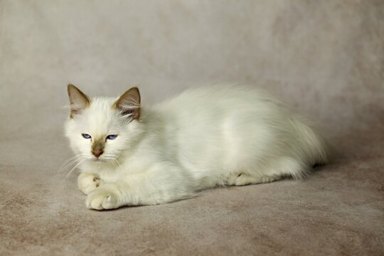 Purebred cat, Sacred Burmese, young male cat, Cinnamon-point
