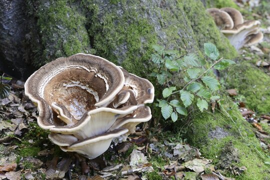Giant Polypore (Meripilus giganteus), Emsland, Lower Saxony, Germany