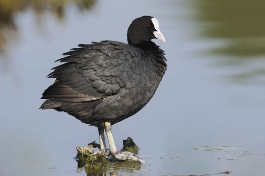 Common coot (Fulica atra), North Rhine-Westphalia, Germany