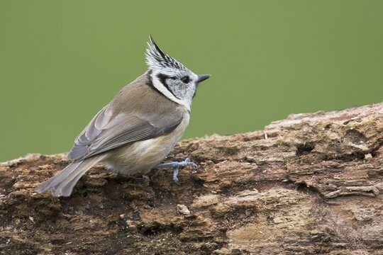 Crested tit (Lophophanes cristatus), North Rhine-Westphalia, Germany
