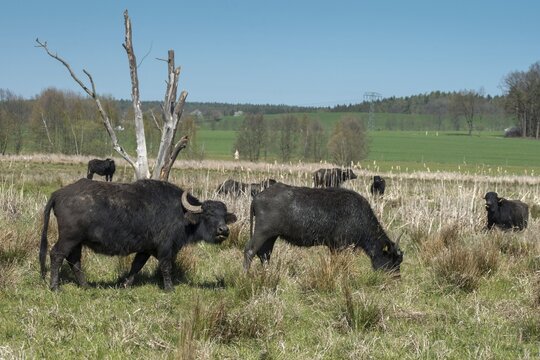 Artiodactyla, Bubalus Arnee, Even-Toed Ungulate, Frie&szlig;nitzer See, Germany, Greiz, Pairhoofes, Thuringia, Water Buffalo, Grazing, Domesticated Animals, Extensive Grazing, Grazing, Pets, Mammals, Vogtland