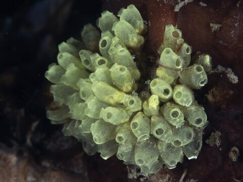 Transparent juvenile robust reef squirts (Atriolum robustum) growing on dark coral bottom, dive site Twin Reef, Penyapangan, Bali, Indonesia