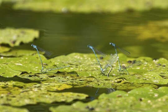 Common blue damselfly (Enallagma cyathigerum) three adult male and female pairs of insects mating on a Water lily plant leaf on a pond in the summer, England, United Kingdom
