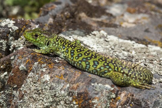 Ocellated lizard, pearl lizard, Timon lepidus, critters, lizards, extremadura, adolescent, jewelled lizard, juvenile, reptiles, lizards, reptilia, reptiles, Spain