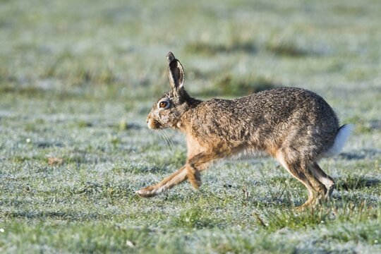 European hare (Lepus europaeus), running across a meadow, Lower Saxony, Germany