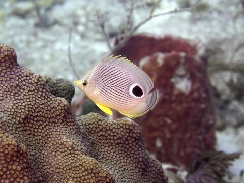 Four-eye butterflyfish (Chaetodon capistratus), dive site John Pennekamp Coral Reef State Park, Key Largo, Florida Keys, Florida, USA