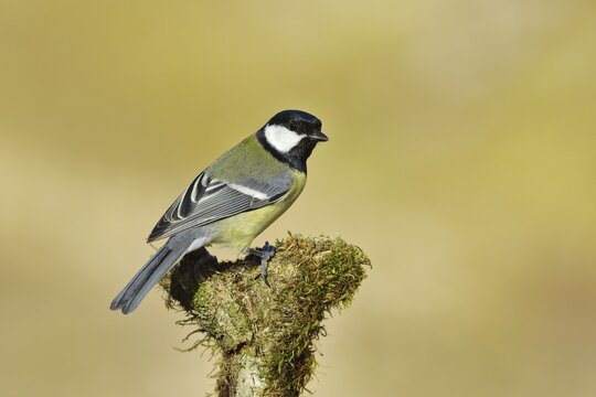 Great tit (Parus major) sitting on a tree root, North Rhine-Westphalia, Germany